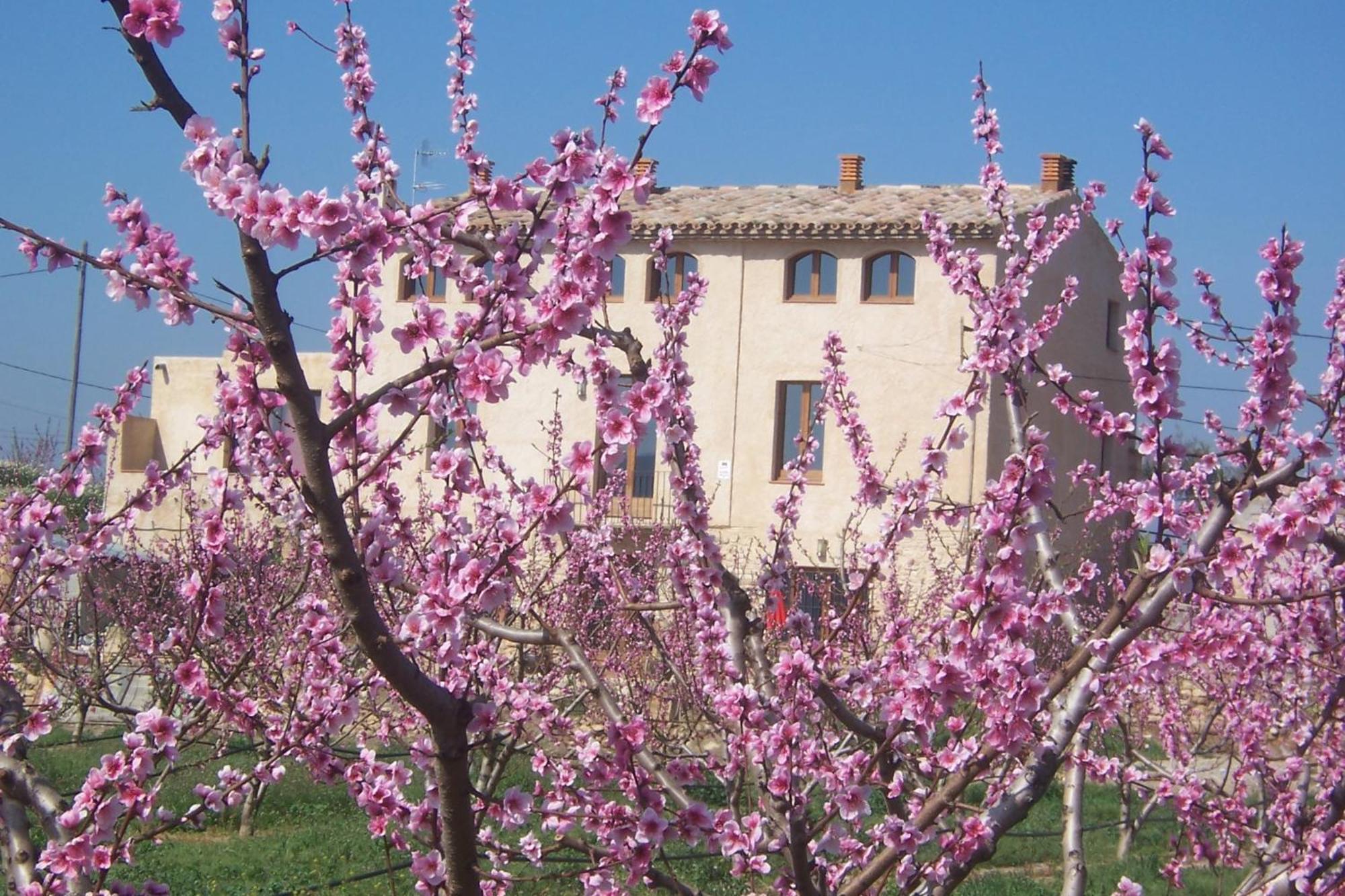 Mas Taniet Hotel Rural Benissanet Εξωτερικό φωτογραφία