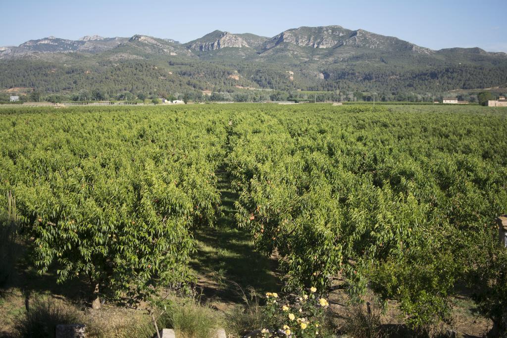 Mas Taniet Hotel Rural Benissanet Εξωτερικό φωτογραφία
